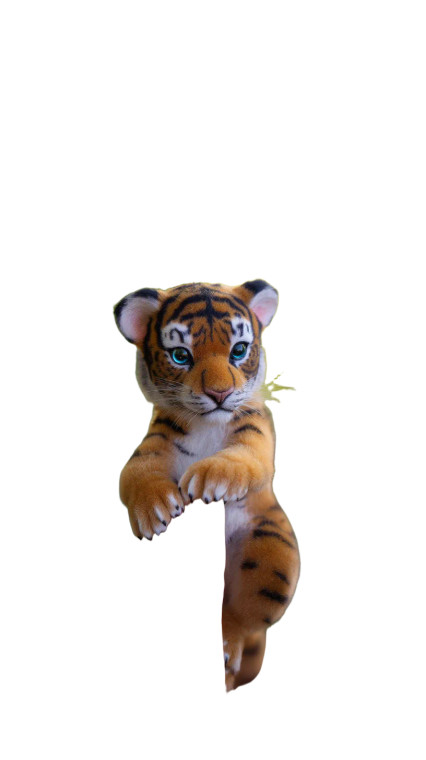 Miniature Bengal Tiger Vinyl Car Decal Sticker – Waterproof & UV-Resistant 8"