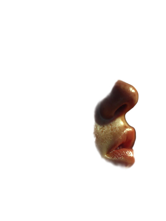 Aquanaut'S Dream Vinyl Car Decal Sticker – Waterproof & UV-Resistant 8"