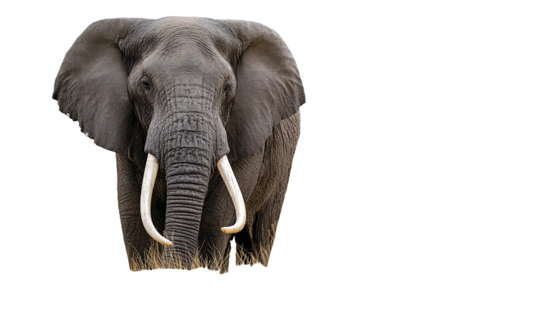 Elephant In Grass Vinyl Car Decal Sticker – Waterproof & UV-Resistant 8"