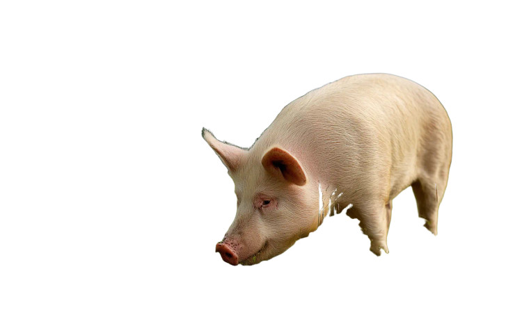 Fat Pig Foraging Vinyl Car Decal Sticker – Waterproof & UV-Resistant 8"
