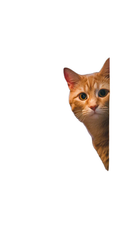 Curious Tabby Cat Vinyl Car Decal Sticker – Waterproof & UV-Resistant 8"