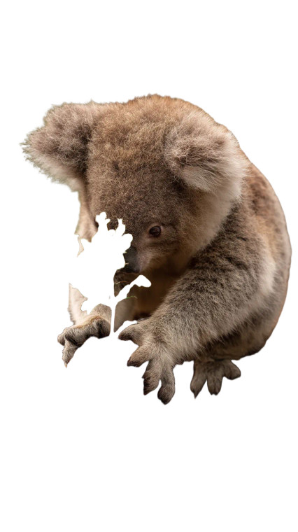 Koala Watering Sapling Vinyl Car Decal Sticker – Waterproof & UV-Resistant 8"