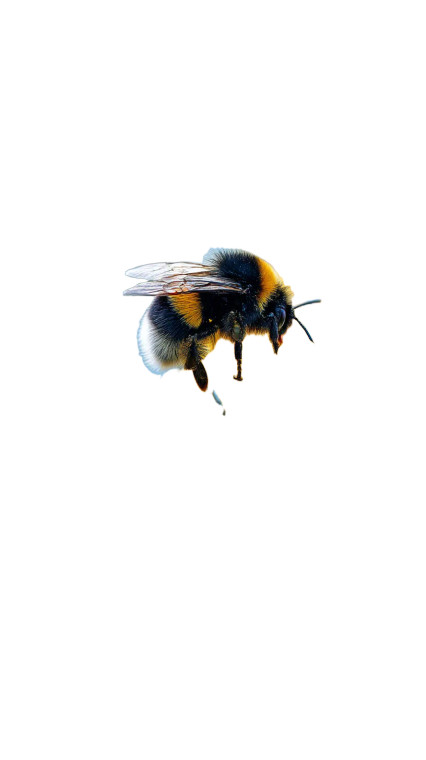 Bumble Bee Bloom Vinyl Car Decal Sticker – Waterproof & UV-Resistant 8"