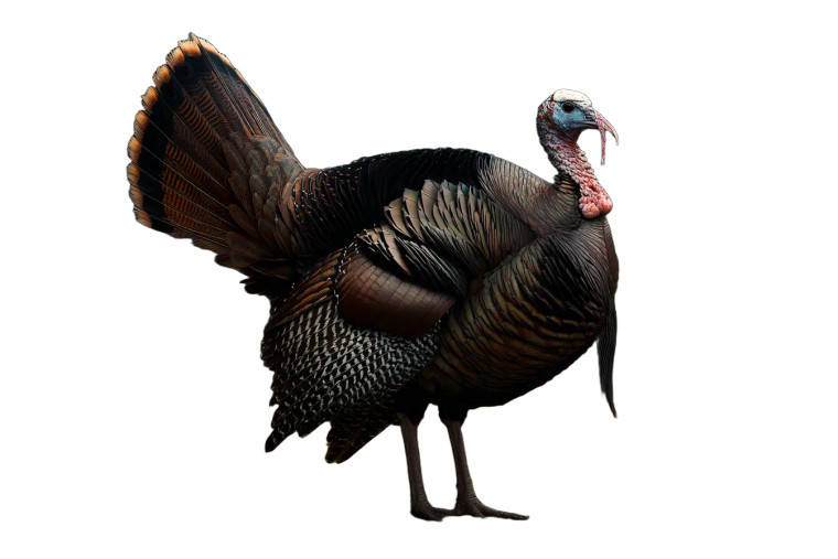 Wild Turkey Display Vinyl Car Decal Sticker – Waterproof & UV-Resistant 8"