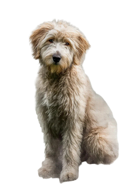 Muted Labradoodle Vinyl Car Decal Sticker – Waterproof & UV-Resistant 8"