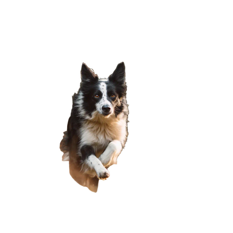 Running Border Collie V3 Vinyl Car Decal Sticker – Waterproof & UV-Resistant 8"