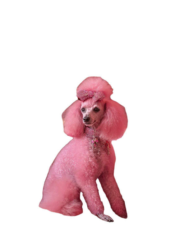 Sparkly Pink Poodle Vinyl Car Decal Sticker – Waterproof & UV-Resistant 8"