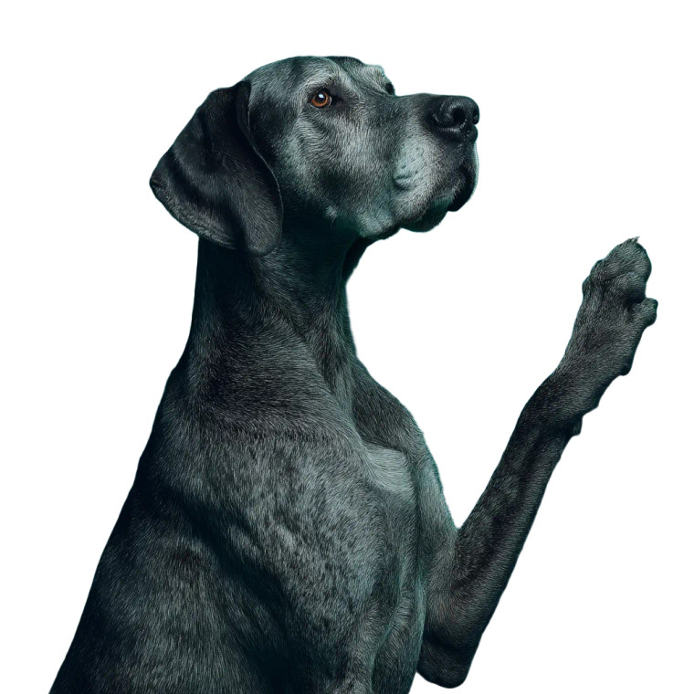 Grey Great Dane Vinyl Car Decal Sticker – Waterproof & UV-Resistant 8"