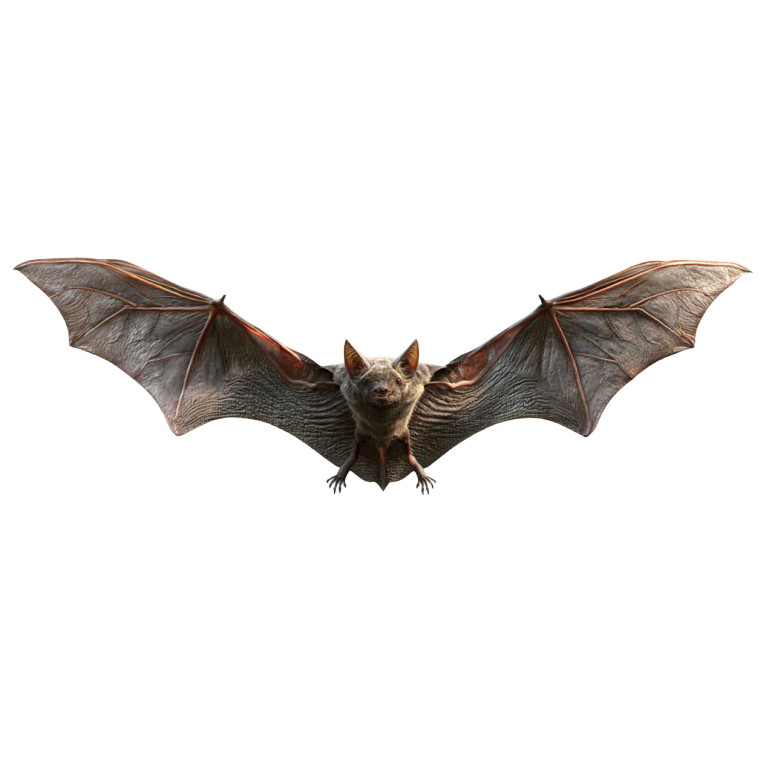 Hyper Realistic Bat Wings Vinyl Car Decal Sticker – Waterproof & UV-Resistant 8"