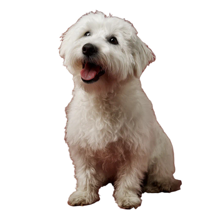 Smiling White Dog Vinyl Car Decal Sticker – Waterproof & UV-Resistant 8"