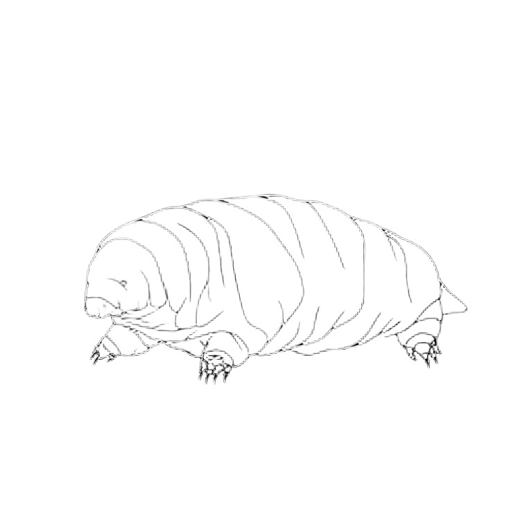 Minimalist Tardigrade Vinyl Car Decal Sticker – Waterproof & UV-Resistant 8"
