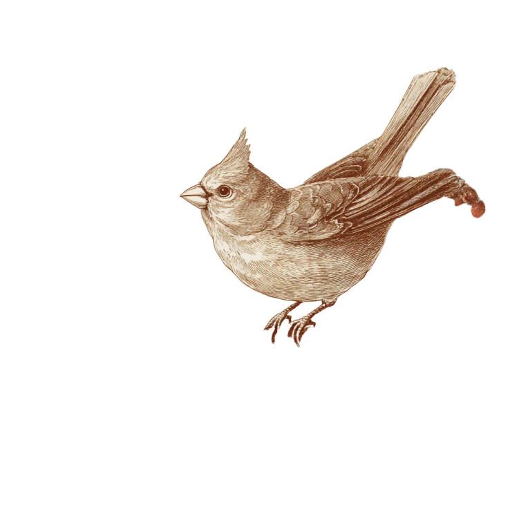 Flying Cardinal Illustration Vinyl Car Decal Sticker – Waterproof & UV-Resistant 8"