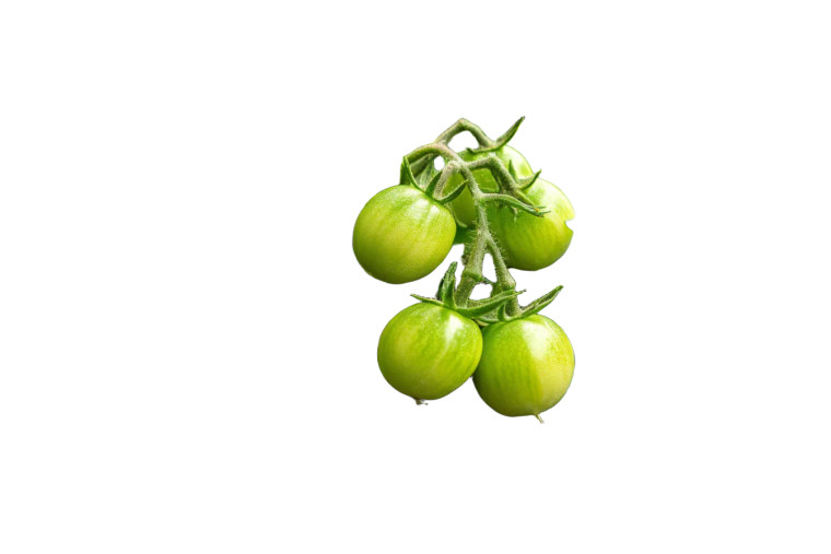 Tomato Plant Growth Vinyl Car Decal Sticker – Waterproof & UV-Resistant 8"