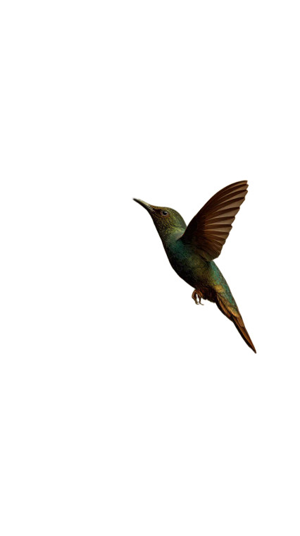 Colorful Hummingbird Pollinating Vinyl Car Decal Sticker – Waterproof & UV-Resistant 8"
