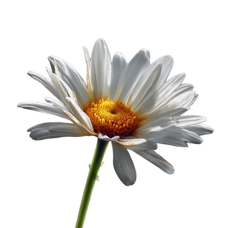 Sunlit Daisy Vinyl Car Decal Sticker – Waterproof & UV-Resistant 8" Sunlit Daisy Vinyl Car Decal Sticker – Waterproof & UV-Resistant 8"