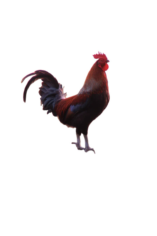 Crowing Rooster Dawn Vinyl Car Decal Sticker – Waterproof & UV-Resistant 8"