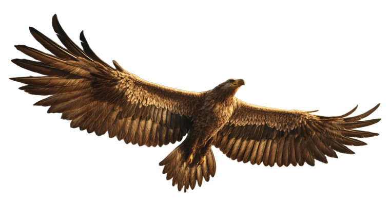 Majestic Eagle Soaring V3 Vinyl Car Decal Sticker – Waterproof & UV-Resistant 8"