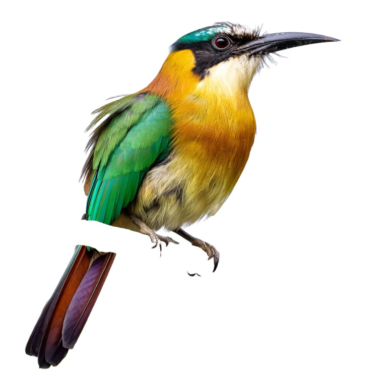 Exotic Bird Perched Vinyl Car Decal Sticker – Waterproof & UV-Resistant 8"