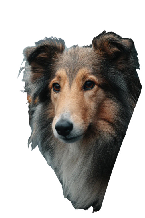 Sheltie Dog Vinyl Car Decal Sticker – Waterproof & UV-Resistant 8"