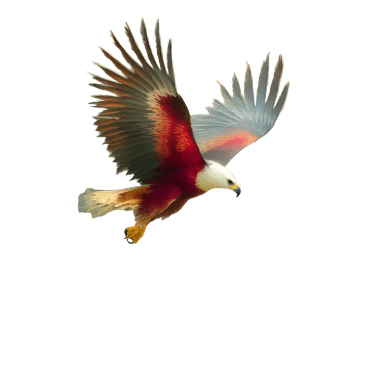 Australian Eagle Flight Vinyl Car Decal Sticker – Waterproof & UV-Resistant 8"