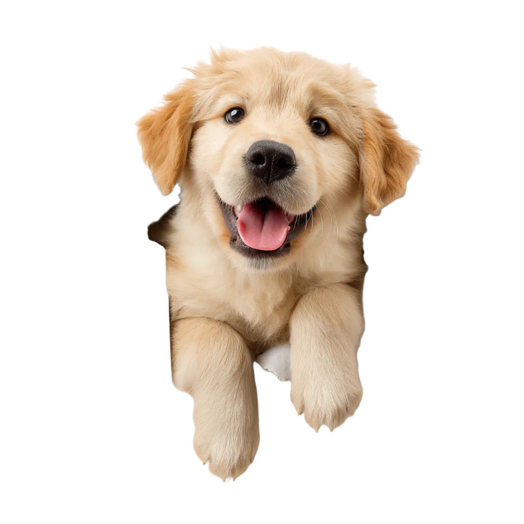 Fluffy Golden Retriever V4 Vinyl Car Decal Sticker – Waterproof & UV-Resistant 8"