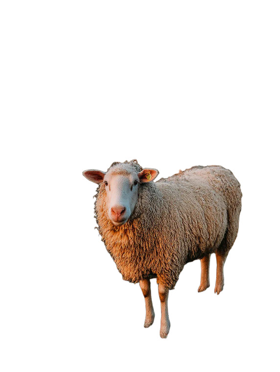 Grazing Sheep Sunset Vinyl Car Decal Sticker – Waterproof & UV-Resistant 8"