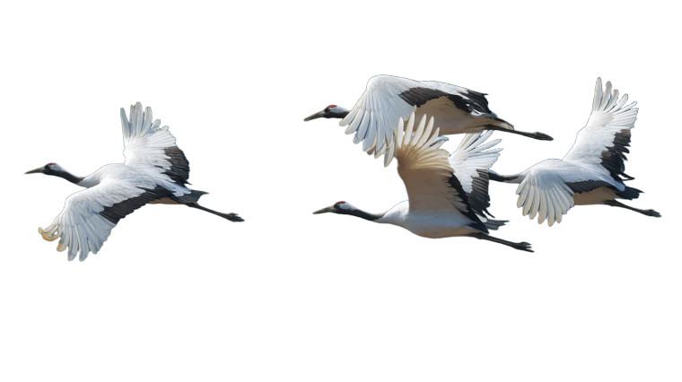 Migrating Cranes Vinyl Car Decal Sticker – Waterproof & UV-Resistant 8"