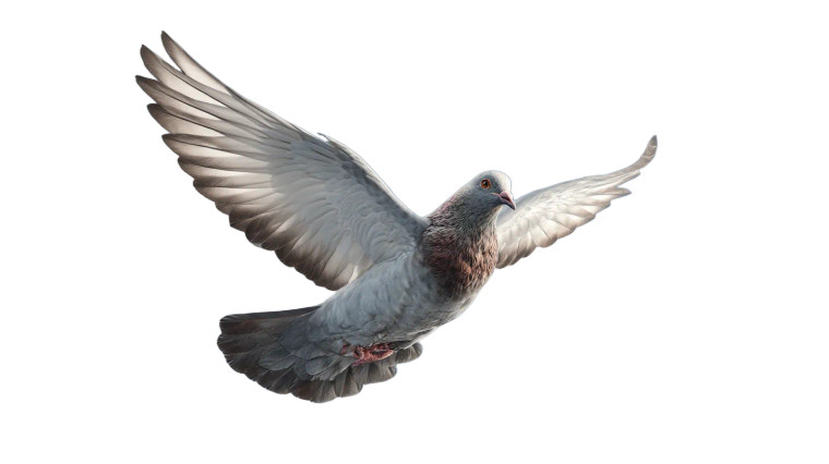 Homing Pigeon Flight Vinyl Car Decal Sticker – Waterproof & UV-Resistant 8"