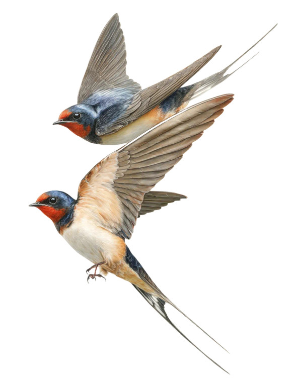Barn Swallows Flying Vinyl Car Decal Sticker – Waterproof & UV-Resistant 8"