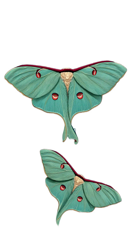 Luna Moth Art Vinyl Car Decal Sticker – Waterproof & UV-Resistant 8"