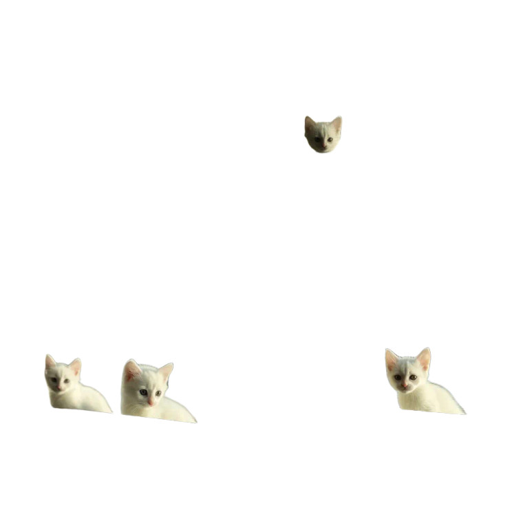 White Kittens Window Vinyl Car Decal Sticker – Waterproof & UV-Resistant 8"