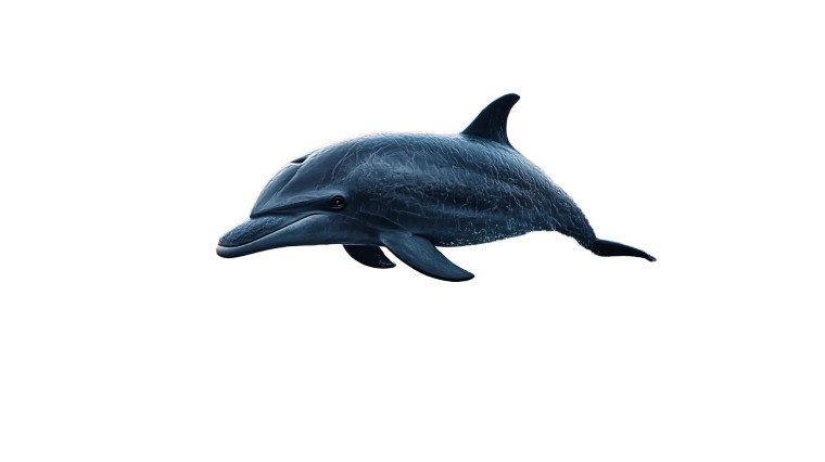 Magnifique Dolphin Vinyl Car Decal Sticker – Waterproof & UV-Resistant 8"