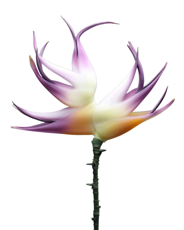 Exotic Flower Vinyl Car Decal Sticker – Waterproof & UV-Resistant 8"