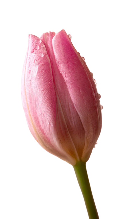 Pink Tulip Bud Vinyl Car Decal Sticker – Waterproof & UV-Resistant 8"