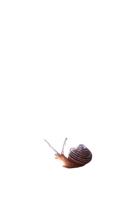 Morning Snail Dewdrop Vinyl Car Decal Sticker – Waterproof & UV-Resistant 8"
