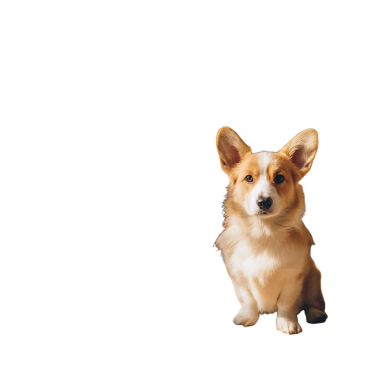 Waiting Corgi Vinyl Car Decal Sticker – Waterproof & UV-Resistant 8"