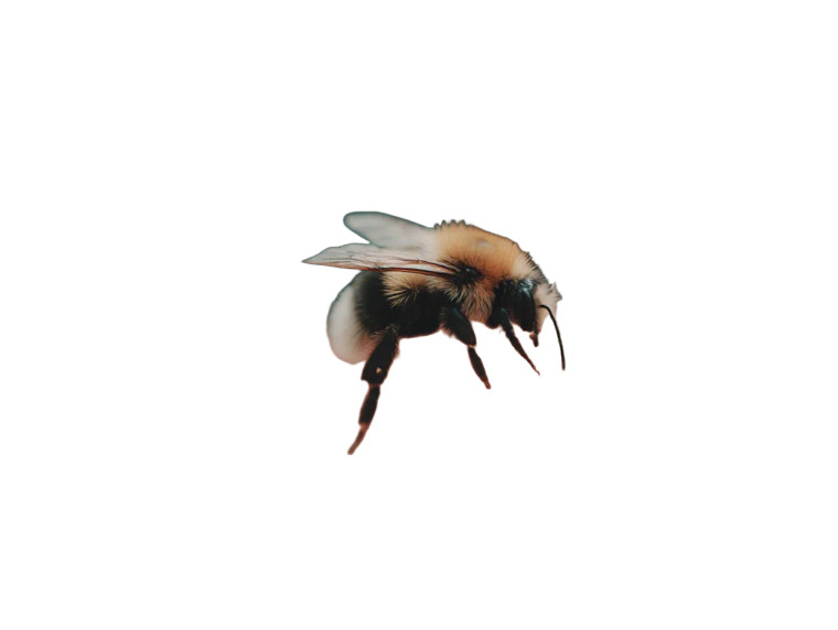 Bee On Flower V5 Vinyl Car Decal Sticker – Waterproof & UV-Resistant 8"