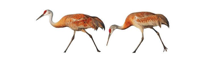 Sandhill Cranes Beach Vinyl Car Decal Sticker – Waterproof & UV-Resistant 8"