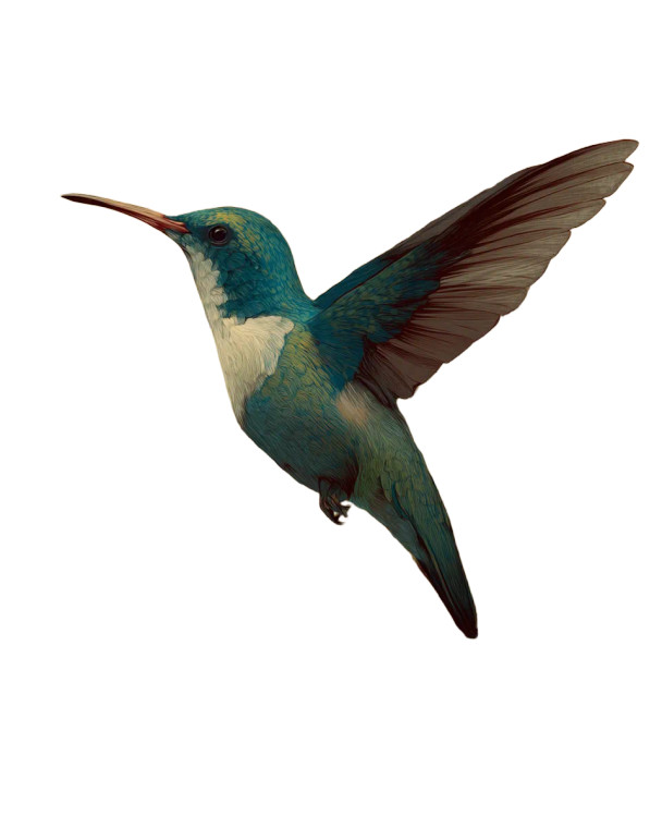 Cottagecore Hummingbird Vinyl Car Decal Sticker – Waterproof & UV-Resistant 8" Cottagecore Hummingbird Vinyl Car Decal Sticker – Waterproof & UV-Resistant 8"