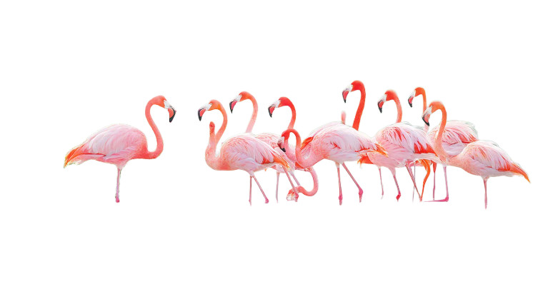 Elegant Flamingos Vinyl Car Decal Sticker – Waterproof & UV-Resistant 8"