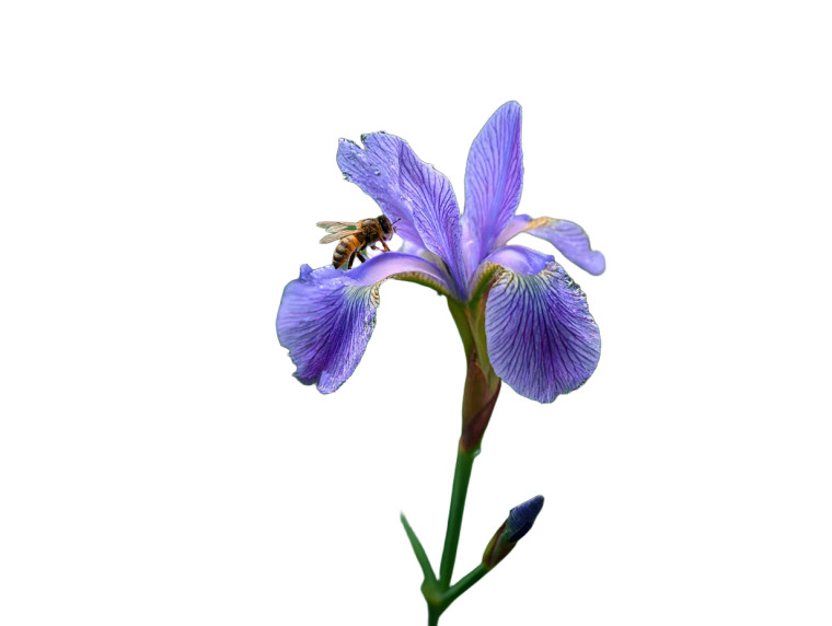 Iris With Bee Vinyl Car Decal Sticker – Waterproof & UV-Resistant 8"