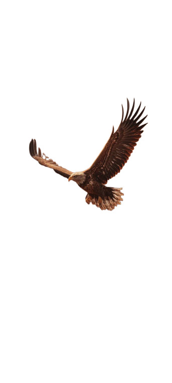 Majestic Eagle Flying Vinyl Car Decal Sticker – Waterproof & UV-Resistant 8"