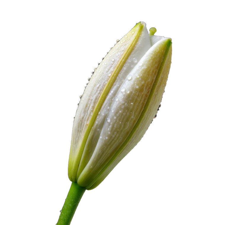 Lily Bud Macro Vinyl Car Decal Sticker – Waterproof & UV-Resistant 8"