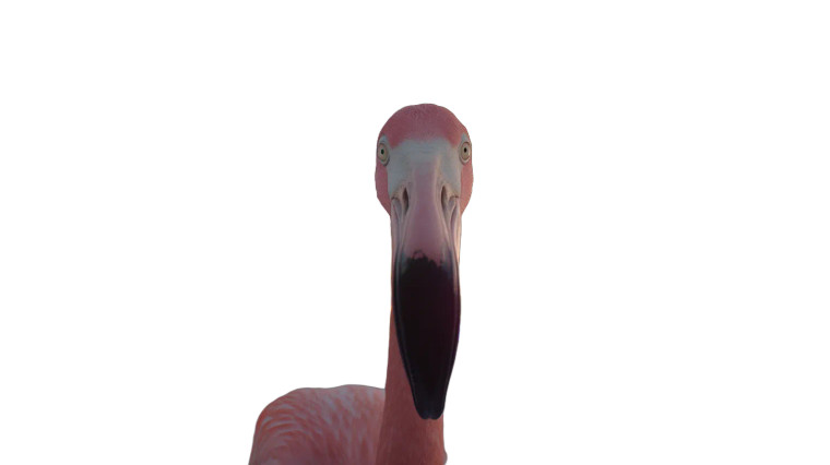 Giant Flamingo Closeup Vinyl Car Decal Sticker – Waterproof & UV-Resistant 8"