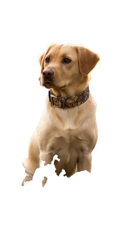 Loyal Labrador Dexter Vinyl Car Decal Sticker – Waterproof & UV-Resistant 8"