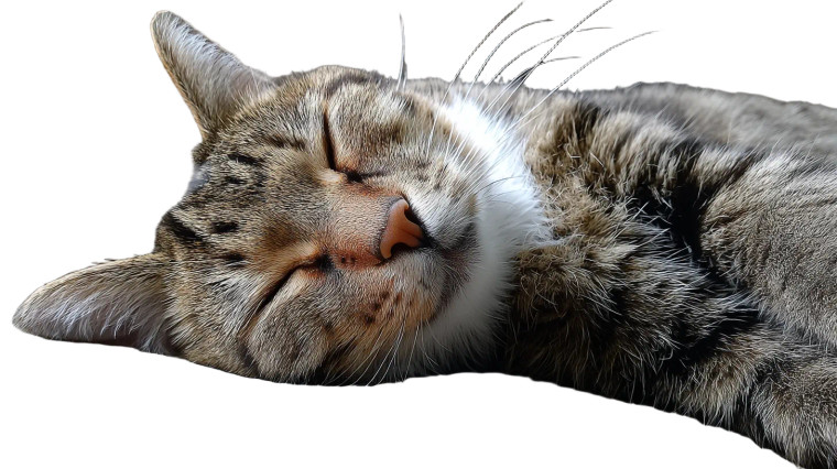 Relaxed Cat Vinyl Car Decal Sticker – Waterproof & UV-Resistant 8"