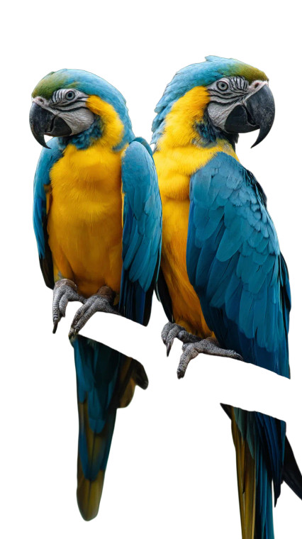 Macaw Parrots Vinyl Car Decal Sticker – Waterproof & UV-Resistant 8"