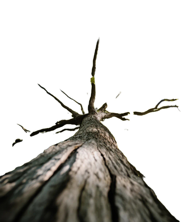 Tall Tree View Vinyl Car Decal Sticker – Waterproof & UV-Resistant 8"