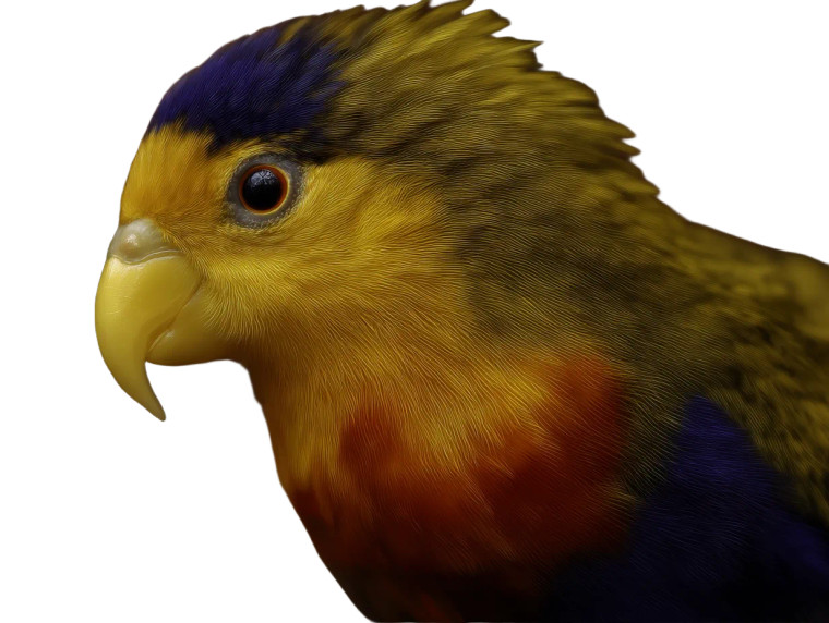 Exotic Bird Vinyl Car Decal Sticker – Waterproof & UV-Resistant 8"