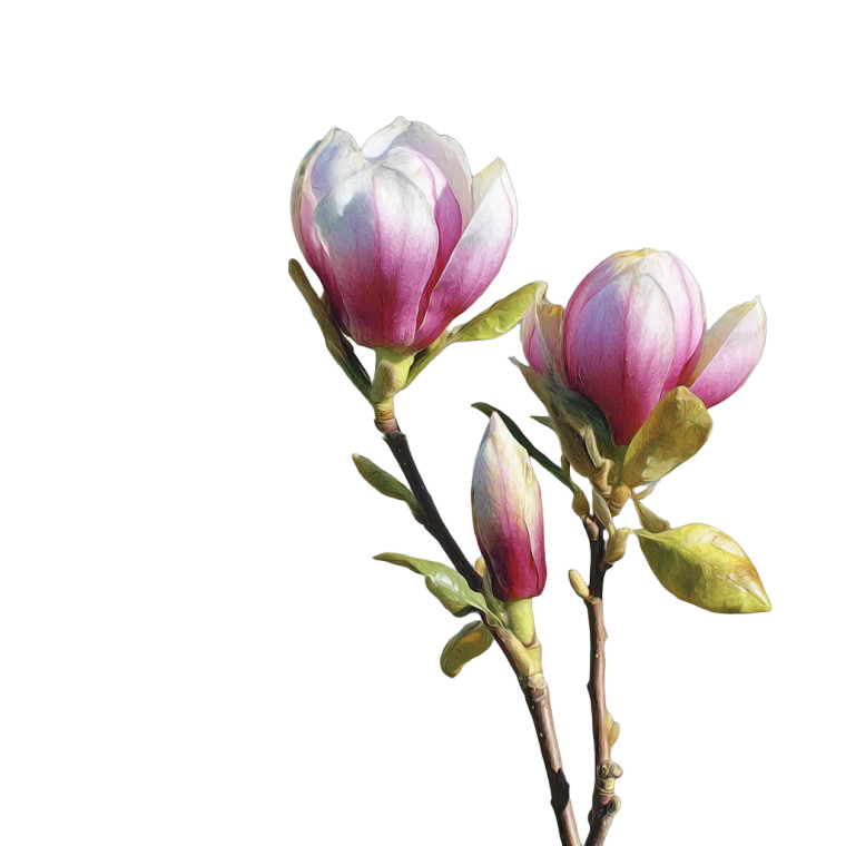 Magnolia Flower Buds Vinyl Car Decal Sticker – Waterproof & UV-Resistant 8"